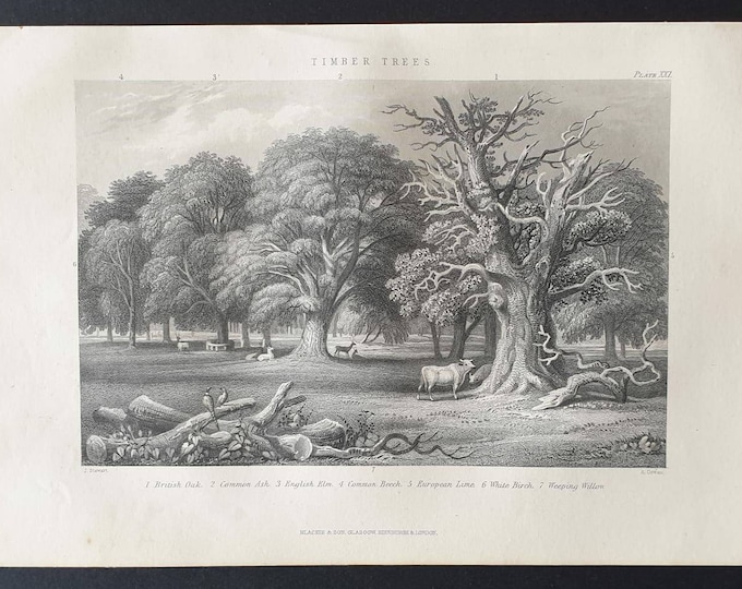 Original 1877 The Vegetable  Kingdom engraving - Timber Trees