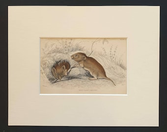 Short Tailed Campagnol - Original 1838 hand coloured mammalia print in mount