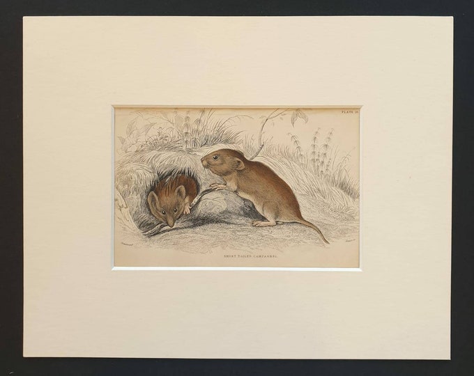 Original 1838 hand coloured mammalia print in mount - Short Tailed Campagnol