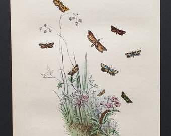 The Peacock's Feather Moth and others - Original hand coloured 1860 print
