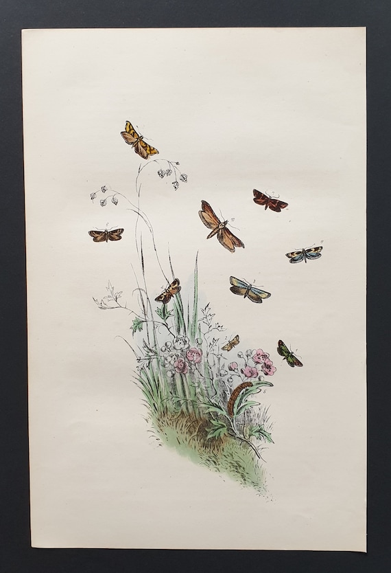 The Peacock's Feather Moth and others - Original hand coloured 1860 print