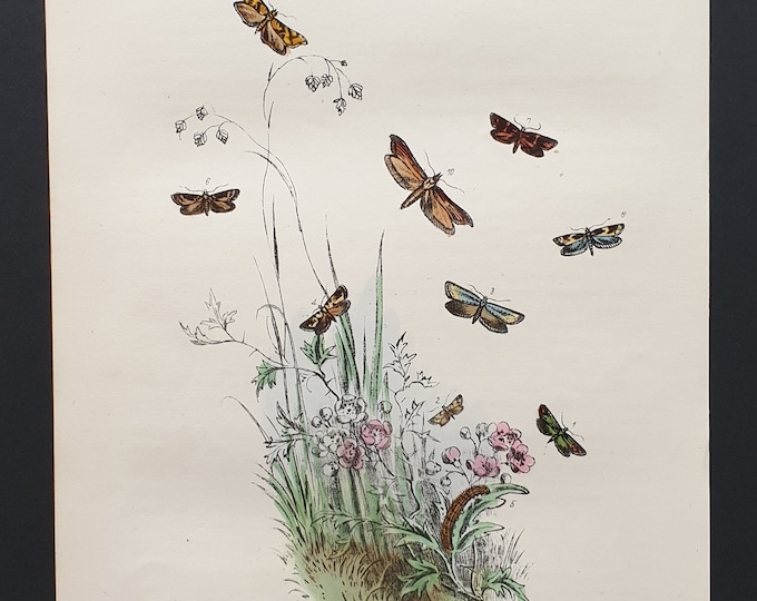 The Peacock's Feather Moth and others - Original hand coloured 1860 print