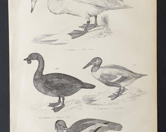 Swan and Ducks - Original c1860's Museum of Natural History print