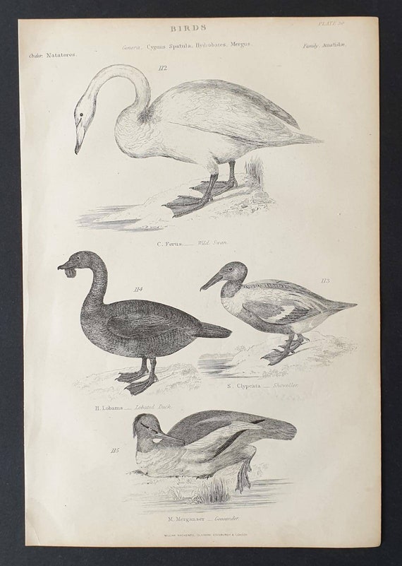 Original c1860's Museum of Natural History print - Swan and Ducks