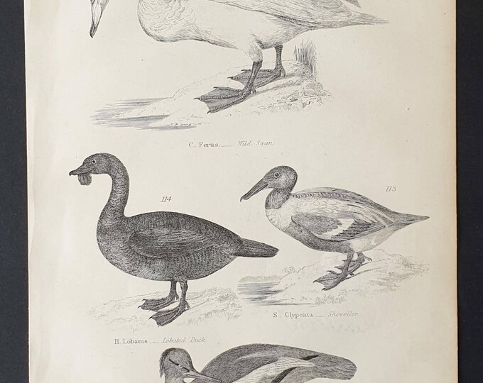 Original c1860's Museum of Natural History print - Swan and Ducks