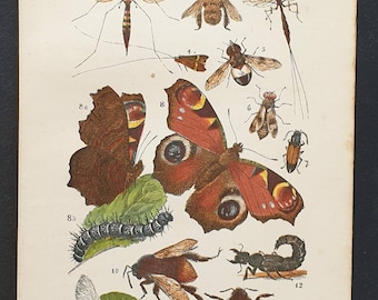 Plate II - Original 1892 chromolithograph butterfly and bees print
