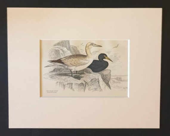 Original c1840 hand coloured bird print in mount - The Solan Goose