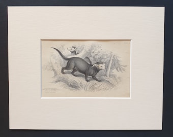 Banded Grison  - Original 1842 hand coloured print in mount