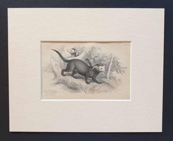 Banded Grison  - Original 1842 hand coloured print in mount