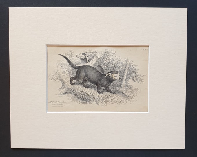 Banded Grison  - Original 1842 hand coloured print in mount