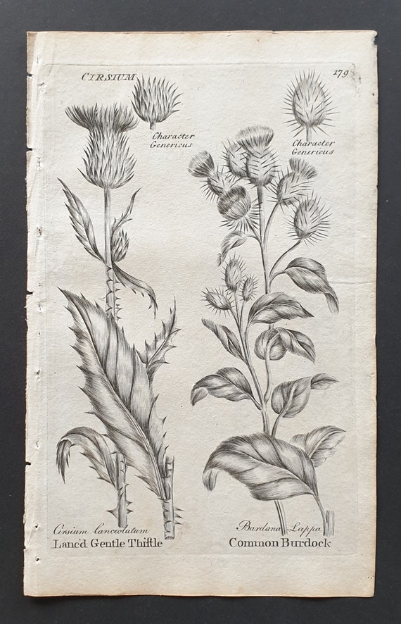 Lanced Gentle Thistle and Common Burdock - Original 1802 Culpeper engraving (179)