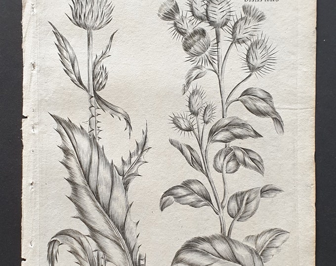 Lanced Gentle Thistle and Common Burdock - Original 1802 Culpeper engraving (179)