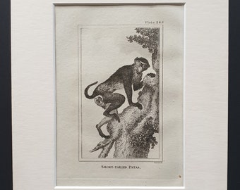 Short Tailed Patas - Original 1812 Buffon print in mount
