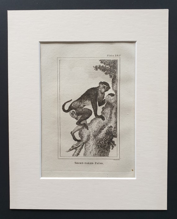 Short Tailed Patas - Original 1812 Buffon print in mount