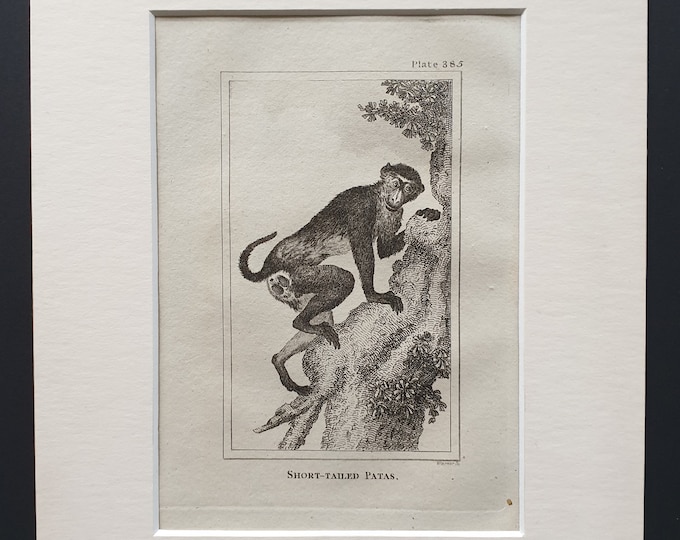 Short Tailed Patas - Original 1812 Buffon print in mount