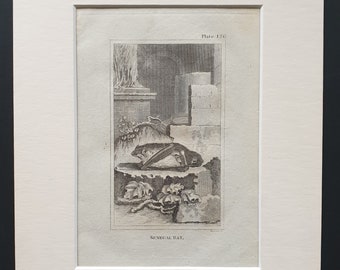 Senegal Bat - Original 1812 Buffon print in mount
