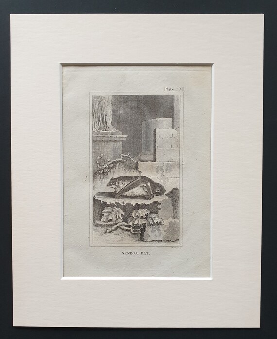 Senegal Bat - Original 1812 Buffon print in mount