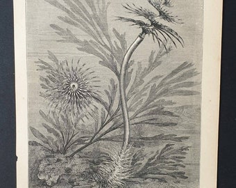 Original 1869 World of the Sea print - Annelida Tubicola