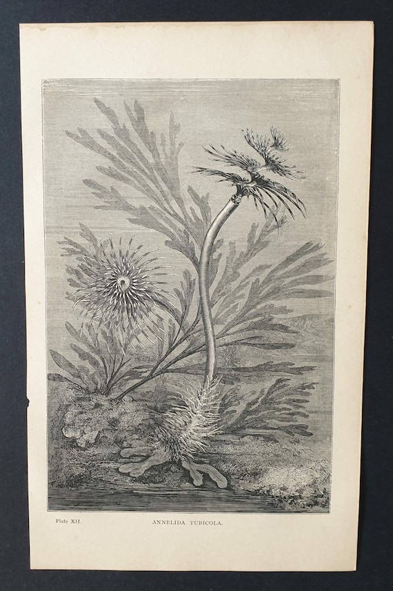 Original 1869 World of the Sea print - Annelida Tubicola