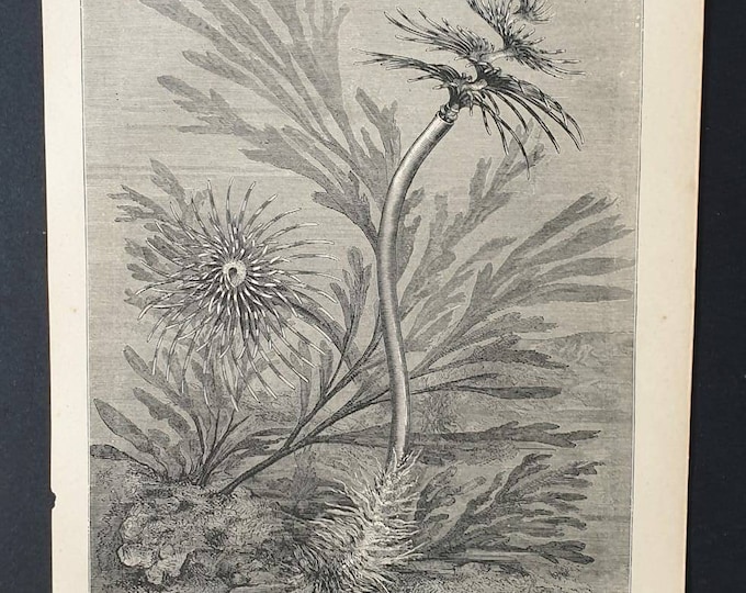 Original 1869 World of the Sea print - Annelida Tubicola