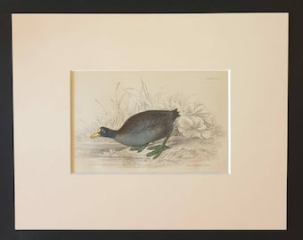 Common Cout - Original c1840 hand coloured bird print in mount