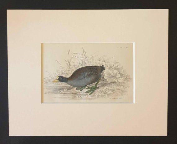 Original c1840 hand coloured bird print in mount - Common Cout