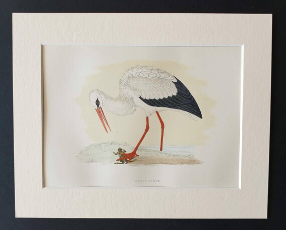 Original 1891 hand coloured bird print in mount - White Stork
