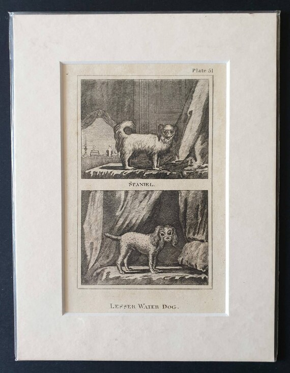 Original 1812 Buffon print - Spaniel/Lesser Water Dog
