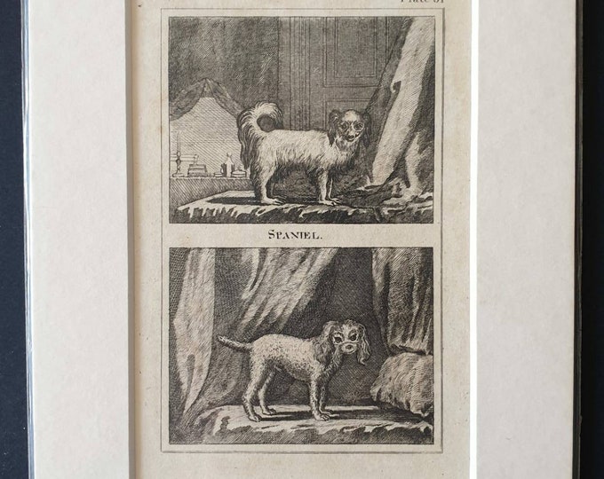 Original 1812 Buffon print - Spaniel/Lesser Water Dog