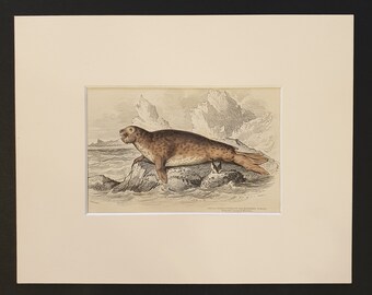 The Elephant Seal (Female) - Original 1839 hand coloured print in mount