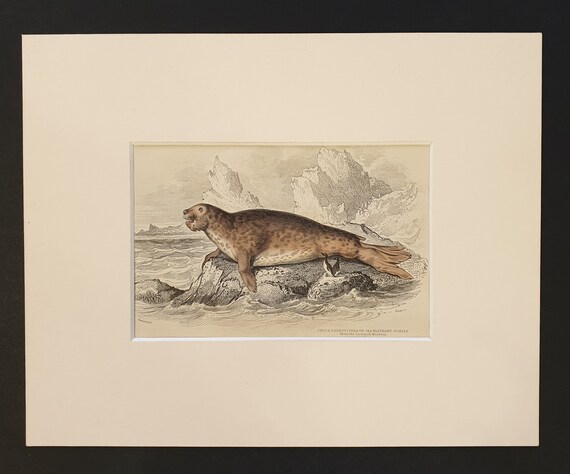The Elephant Seal (Female) - Original 1839 hand coloured print in mount