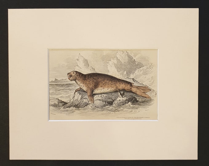 The Elephant Seal (Female) - Original 1839 hand coloured print in mount