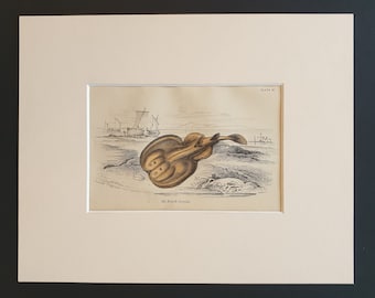 Old British Torpedo - Original c1860 hand coloured fish print in mount