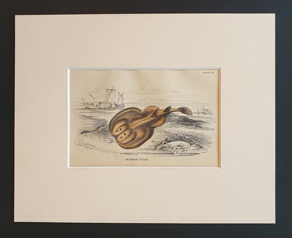 Old British Torpedo - Original c1860 hand coloured fish print in mount