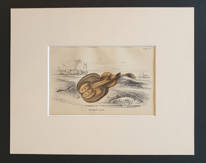Old British Torpedo - Original c1860 hand coloured fish print in mount