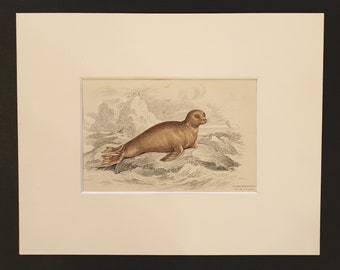 The Lesson's Otary - Original 1839 hand coloured print in mount