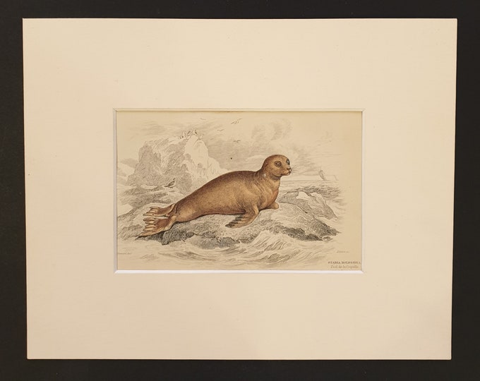 The Lesson's Otary - Original 1839 hand coloured print in mount