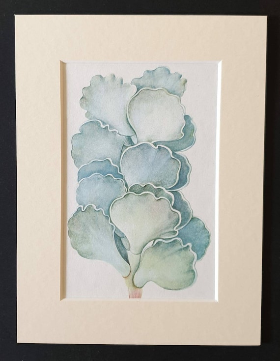 Original 1965 succulent print in a mount