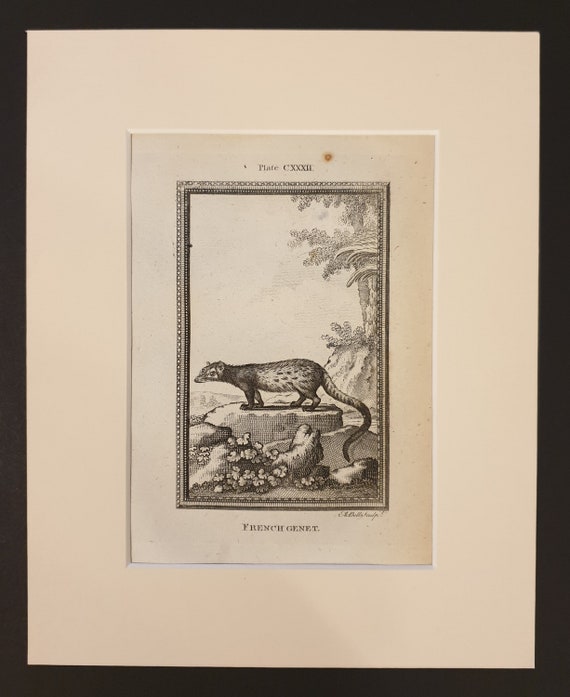 French Genet - Original 1791 Buffon print in mount