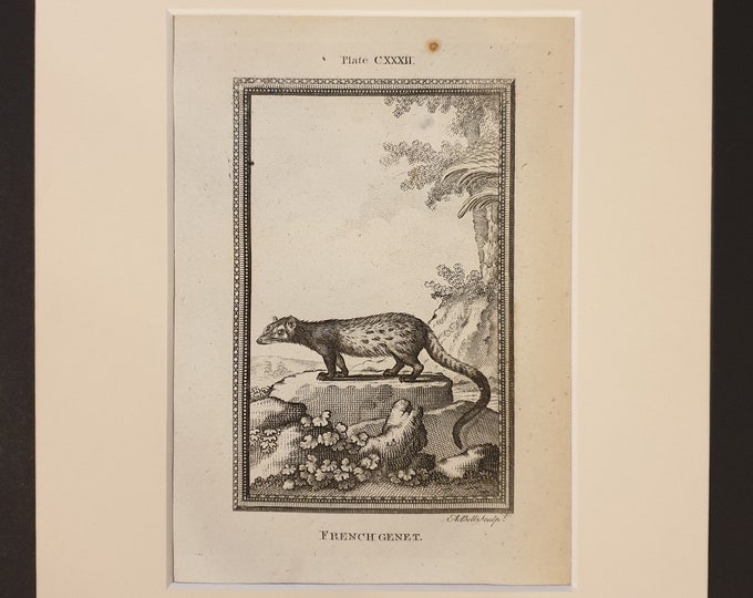 French Genet - Original 1791 Buffon print in mount