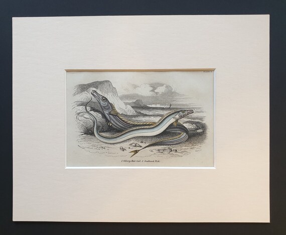 Silvery Hair Tail, Scabbard Fish - Original c1860 hand coloured fish print in mount