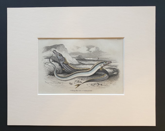 Silvery Hair Tail, Scabbard Fish - Original c1860 hand coloured fish print in mount