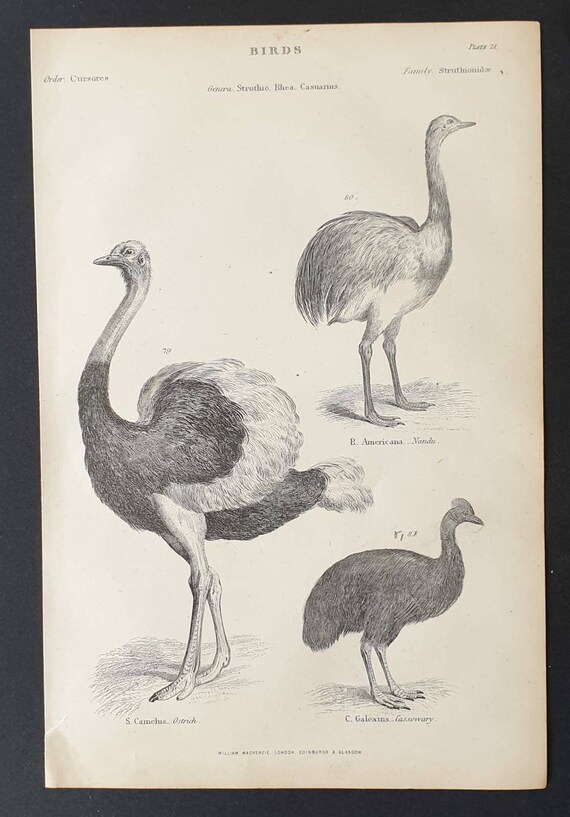 Original c1860's Museum of Natural History print - Ostrich/ Nandu and Cassowary
