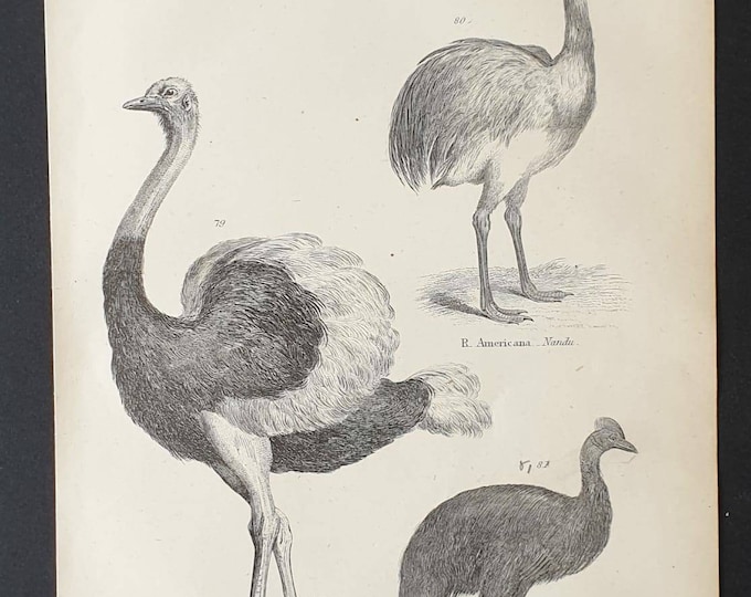 Original c1860's Museum of Natural History print - Ostrich/ Nandu and Cassowary