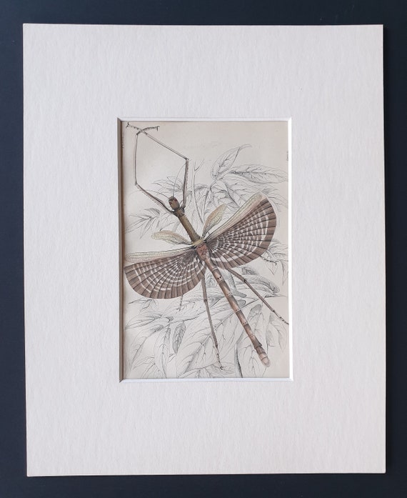 Stick Insect (Phasma necydaloides) - Original c1860 hand coloured insect print in mount