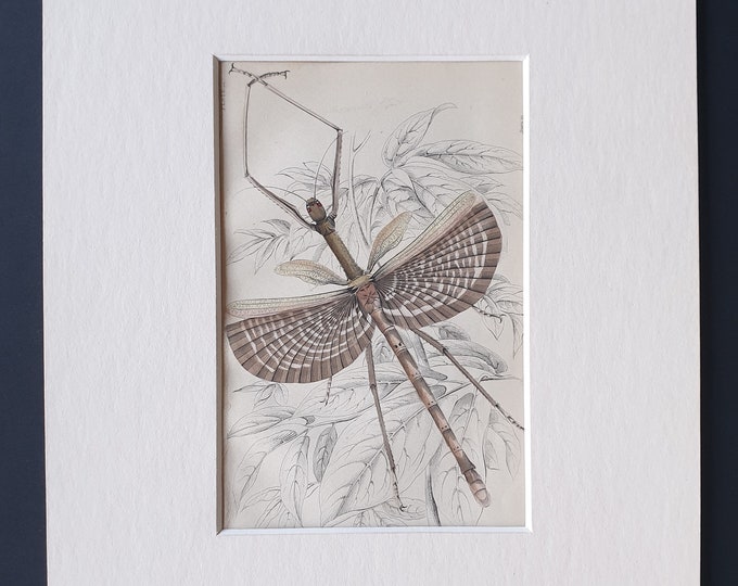 Stick Insect (Phasma necydaloides) - Original c1860 hand coloured insect print in mount