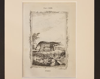 Zibet - Original 1791 Buffon print in mount