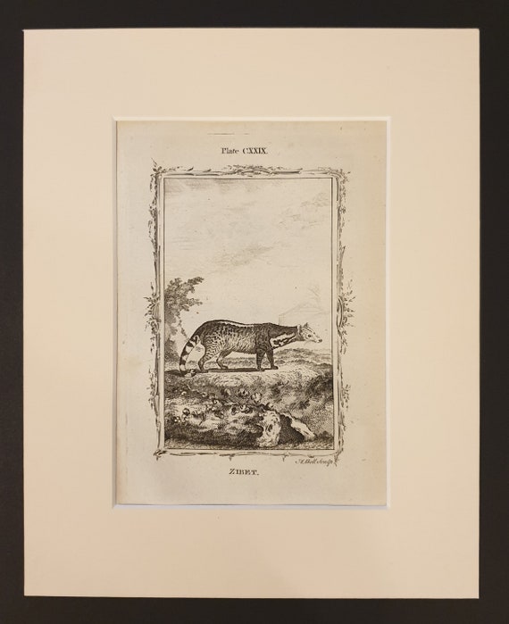 Zibet - Original 1791 Buffon print in mount