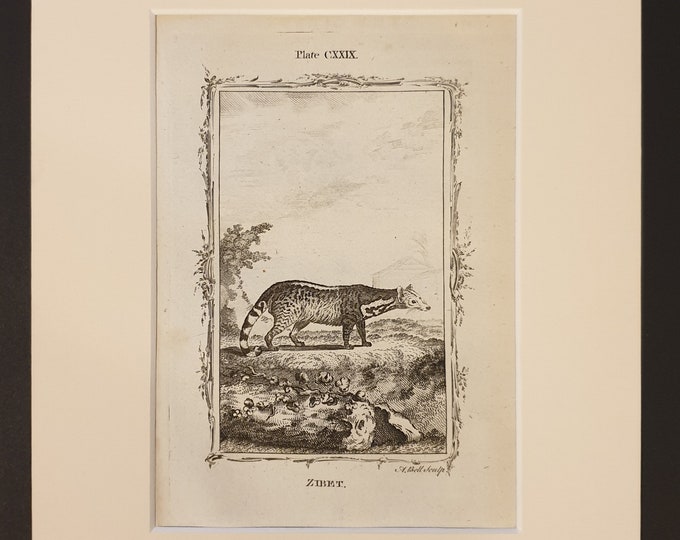 Zibet - Original 1791 Buffon print in mount