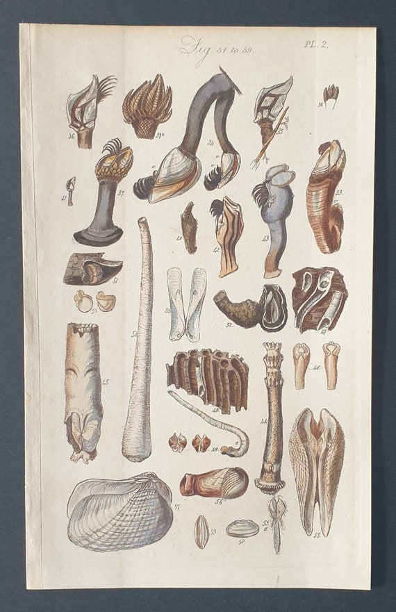 Original 1852 shell print - Plate 2